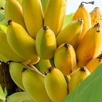 BANANE